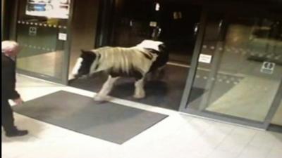 Horse walking into police station