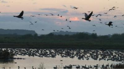 Pink-footed geese