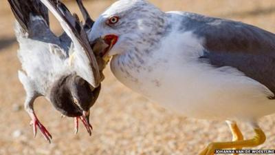 Seagull picks up a pigeon