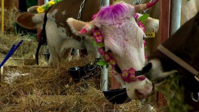 Cows at Russia's Agricultural Fair.