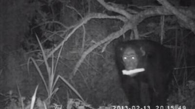 Chimp raiding maize field at night (c) Plos One