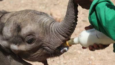 An elephant calf