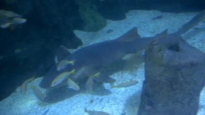 Nurse shark