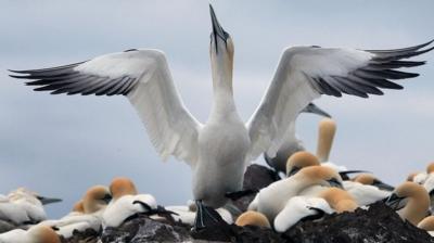 Gannets