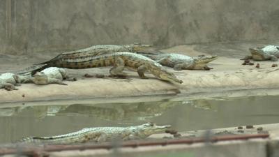 Crocodile farm