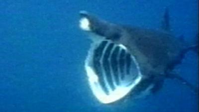 Basking shark