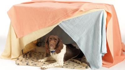 A dog in a den