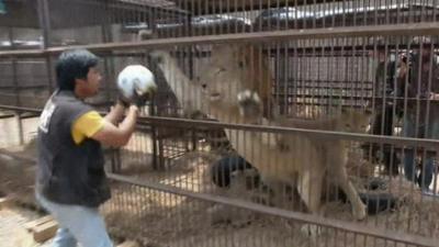 Lion in cage