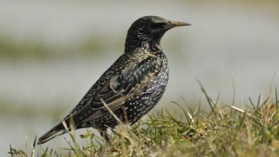 Starling