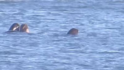 Whales off the Norfolk coast