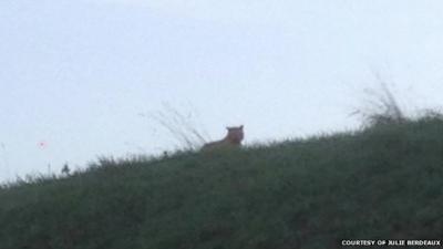 'Tiger' spotted near Paris