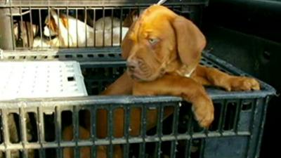 Puppy in crate