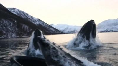 Humpback whales