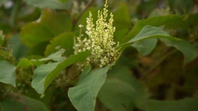 Japanese Knotweed