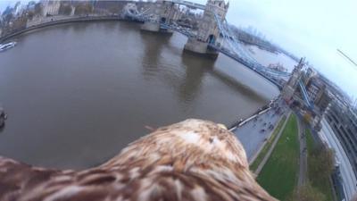 Eagle Cam