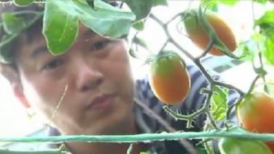 Fruit farmer