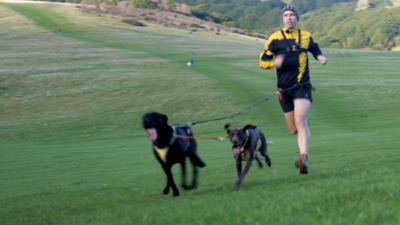 Man running with dogs