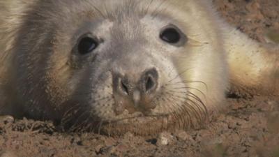 Grey seal at Blakeney Point reserve