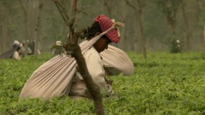 Worker in tea plantation