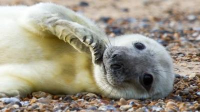 Seal pup