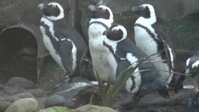 African penguins