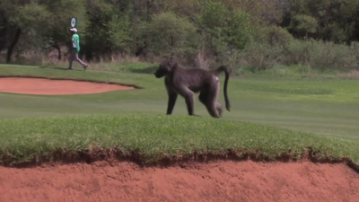 Nedbank Challenge: Luke Donald chased by golf course baboon