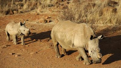 Two rhinos in Africa