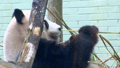 Panda in Scotland