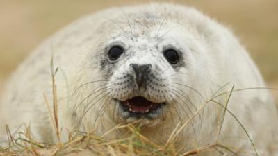 A baby seal