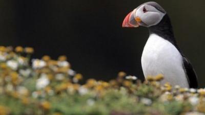 Skomer Island