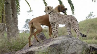 Ruuxa the cheetah and his friend Raina the dog