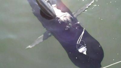 The "GhostSwimmmer" robot floating just beneath the water's surface