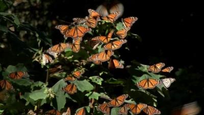 Monarch butterflies