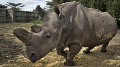 In this photo taken Monday, Dec. 1, 2014, female northern white rhino Najin walks in her pen where she is being kept for observation at the Ol Pejeta Conservancy in Kenya