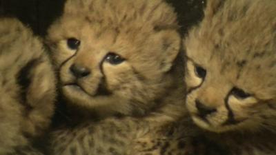 Cheetah cubs