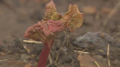 Yorkshire rhubarb