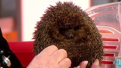 Hedgehog on BBC Breakfast set