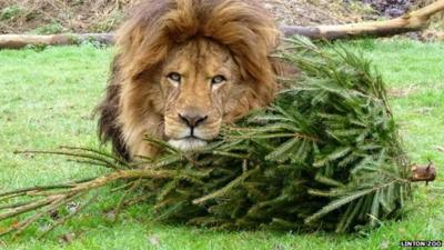 Zuri the lion with Christmas tree