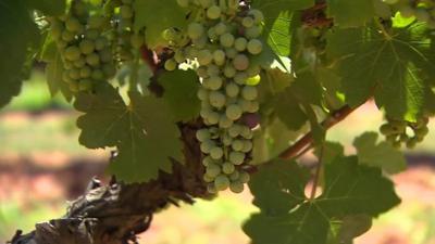 Grapes on a vine in the Hunter Valley region of Australia