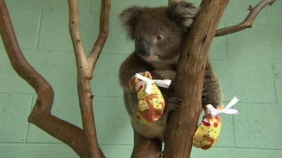 Koala wearing mittens