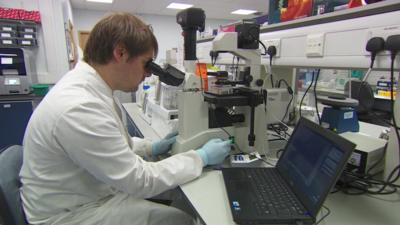 A scientist looks through a microscope