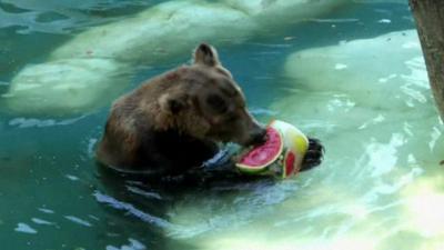 A bear eats a frozen watermelon