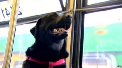 Black Labrador `Eclipse` on the bus