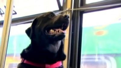 Black Labrador `Eclipse` on the bus