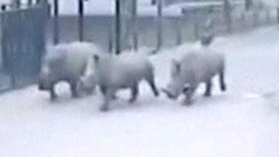 Three female rhinos