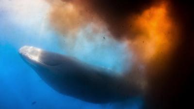 a sperm whale pooing