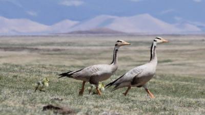 Bar-headed geese and goslings in Mongolia