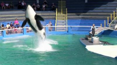 Lolita the killer whale