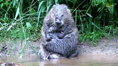 A beaver on the river Otter