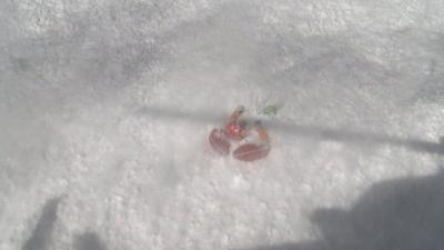 A freeskier being rescued from an avalanche